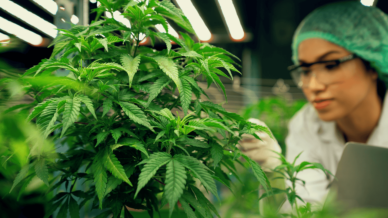 Adapting to Change in the Cannabis Industry Through Evolving Legislation and Market Trends