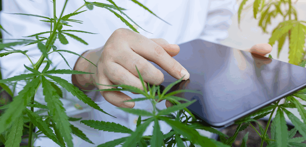 Cannabis Payments Guide