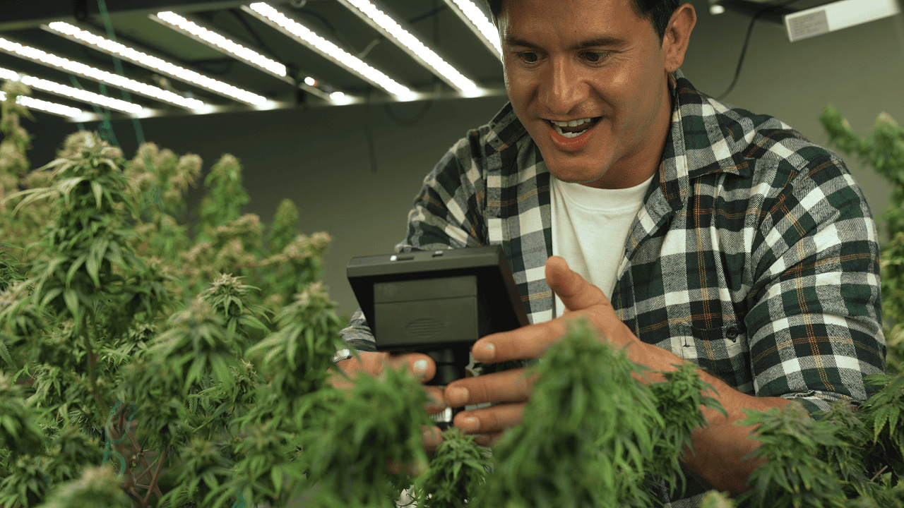 Cannabis Payment Processing Solutions and SAFE Banking Act 2025