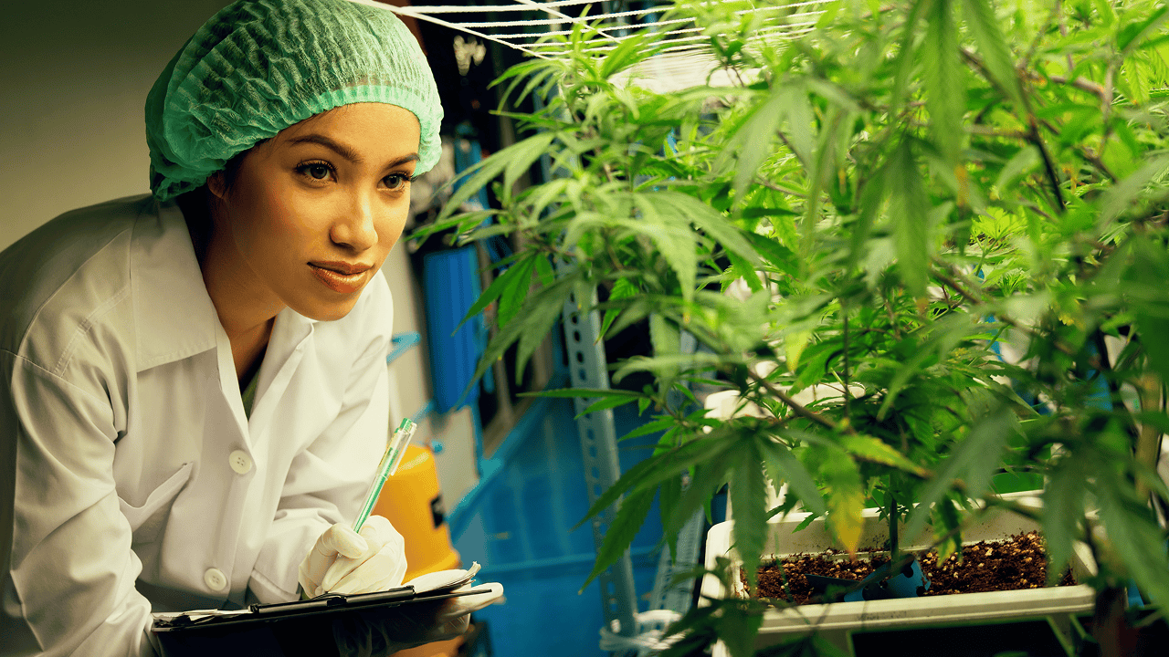 Protecting Cannabis Businesses in a Cash-Heavy Industry